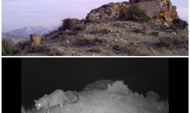 مشاهده و تصویربرداری از یک قلاده پلنگ و گربه پالاس در فیروزکوه مشاهده و تصویربرداری از یک قلاده پلنگ و گربه پالاس در فیروزکوه