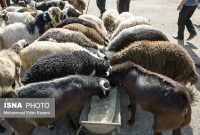 ورود ۱۰ هزار راس دام به تهران در شب گذشته/ با گرانفروشی برخورد می‌کنیم